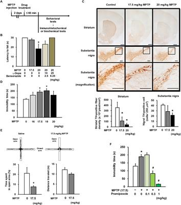 Selegiline Recovers Synaptic Plasticity in the Medial Prefrontal Cortex and Improves Corresponding Depression-Like Behavior in a Mouse Model of Parkinson’s Disease